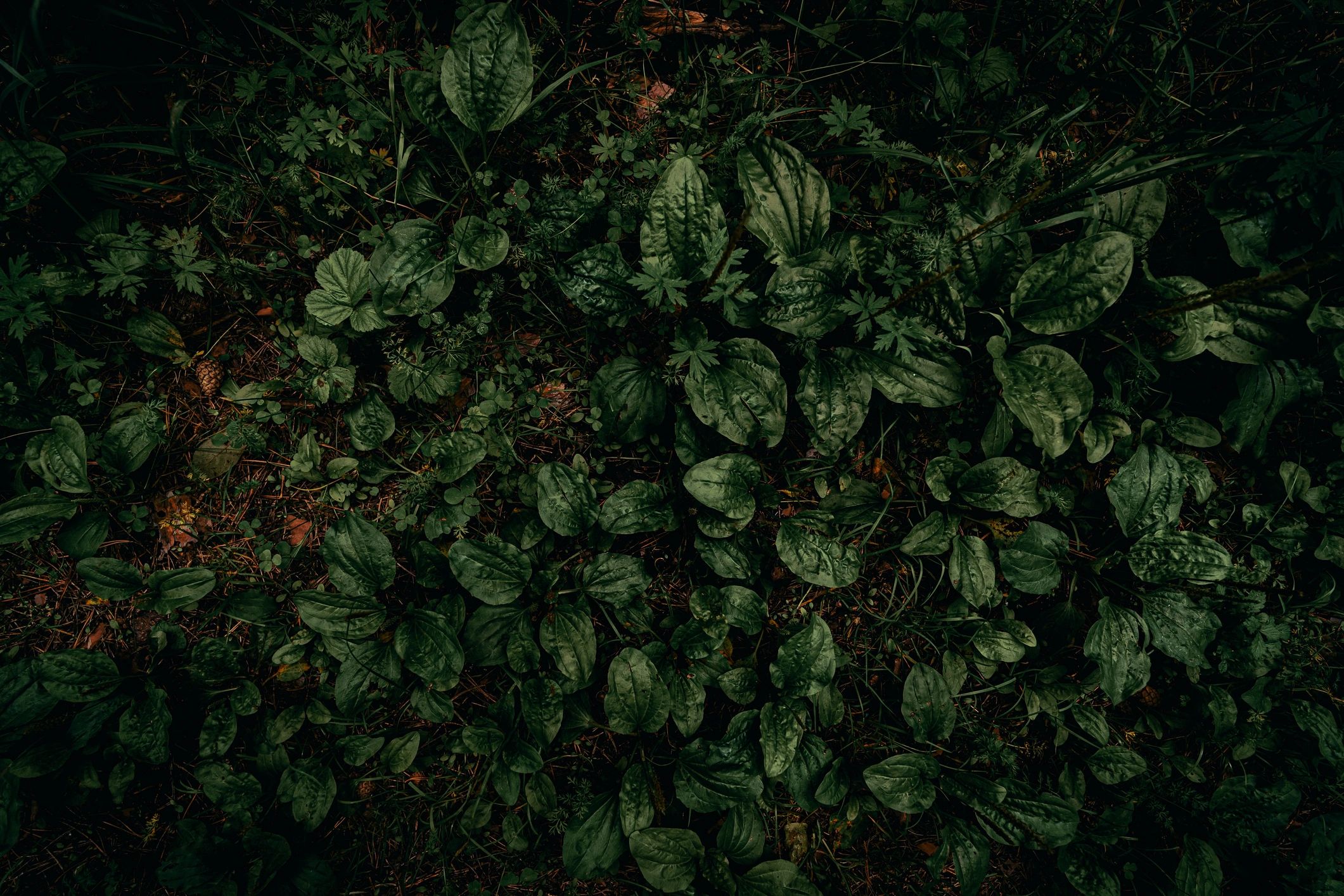 Cannabis foliage detail on dark background