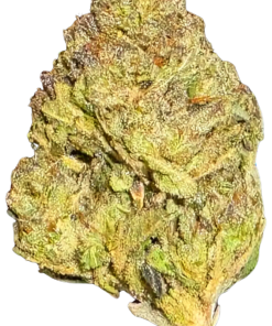 INDOOR GELATO KING (28g)