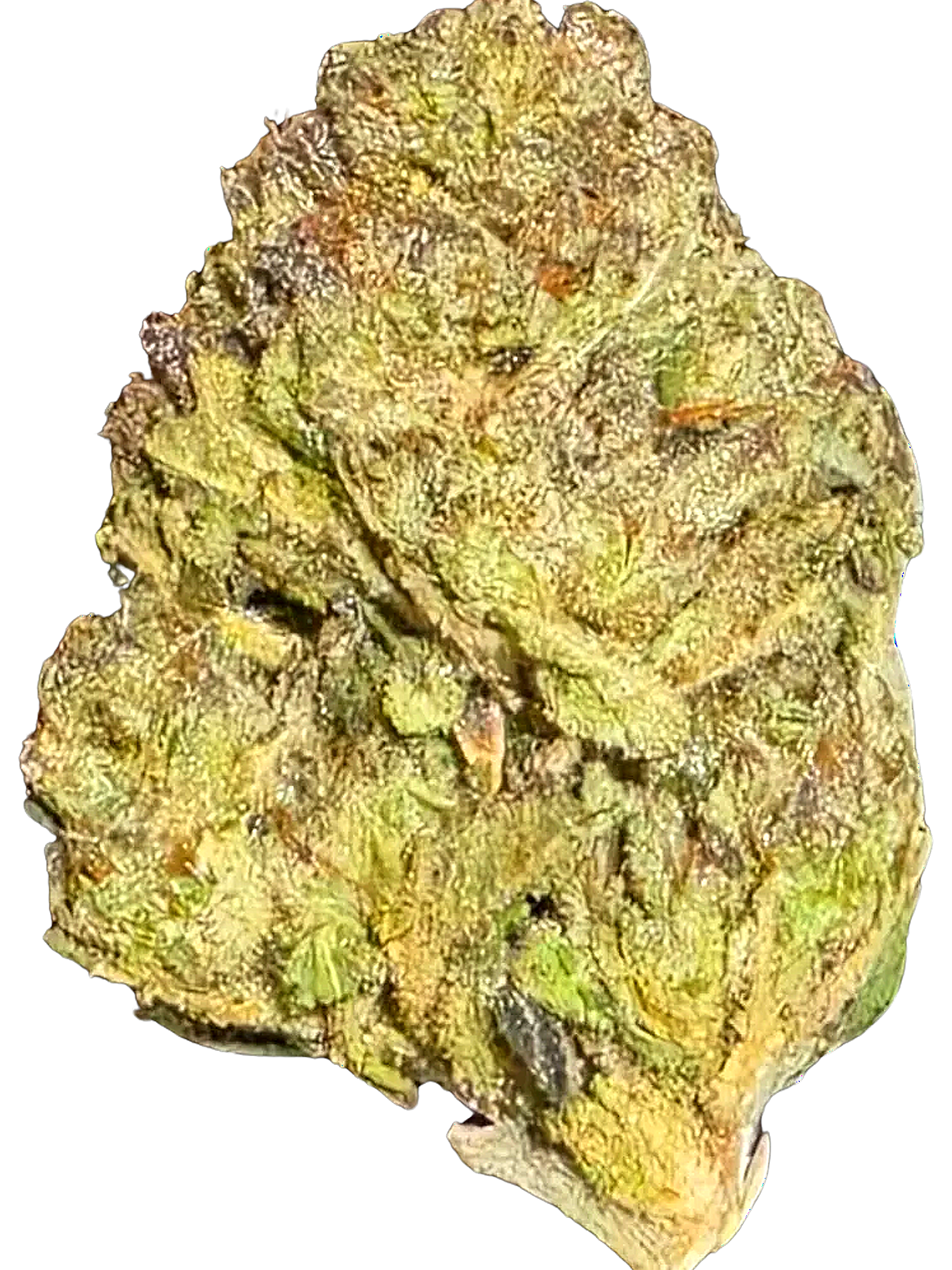 INDOOR GELATO KING (28g)